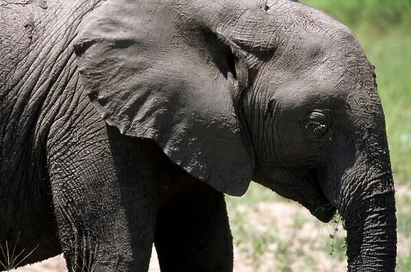 Kenya. Elephant