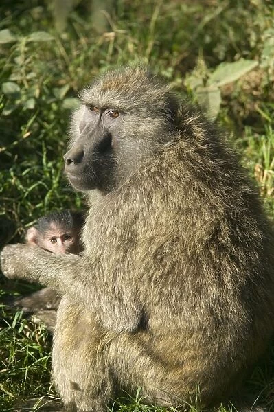 Kenya, Lake Nakuru National Park, Olive baboon (Papio anubis), female baboon with a baby