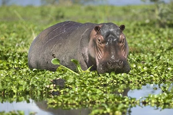 Kenya, Rift Valley, Lake Naivasha, a hippopotamus in lake covered with water hyacinths, looking at camera