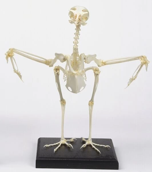 Kestrel skeleton with wings out to sides, front view