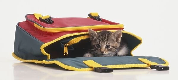 Kitten (Felis sylvestris catus) peeking out from overturned satchel, front view