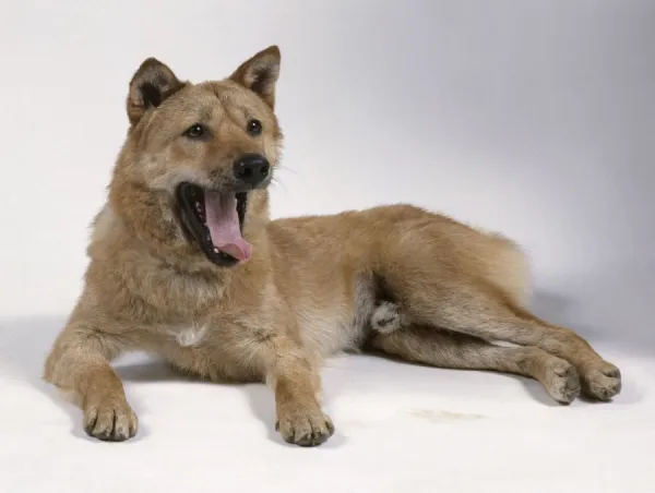 Korean Jindo dog, lying down, yawning