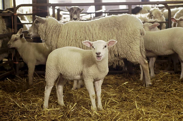 Lambs and sheep in barn