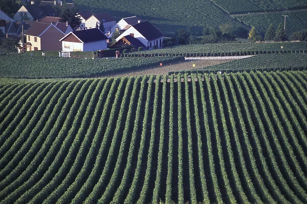 Landscape. Hautvillers. Champagne-Ardenne. France. Europe