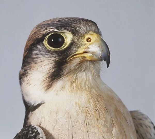 Lanner Falcon (Falco biarmicus), close up