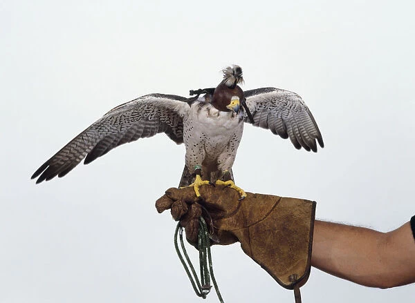 Lanner Falcon (Falco biarmicus) with leather hood on head and jesses on legs perching on thick glove on falconers hand