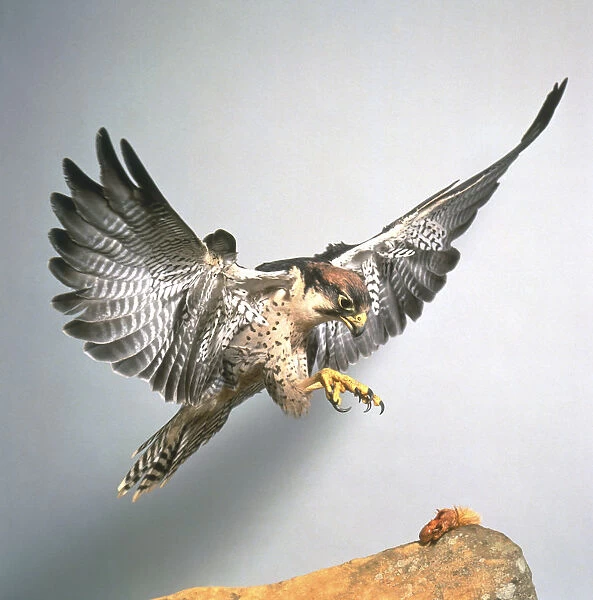 Lanner Falcon (Falco biarmiscu) in flight, wings spread, eyes fixed on the prey