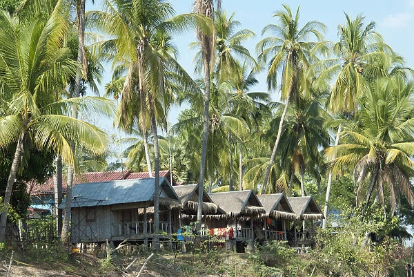 Laos, Si Phan Don (Four Thousand Islands), Don Det island, tourist huts amongst palm trees