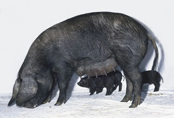 Large Black Pig (Sus sp. ) and three piglets grazing, side view