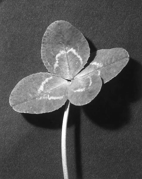 Four leaf clover