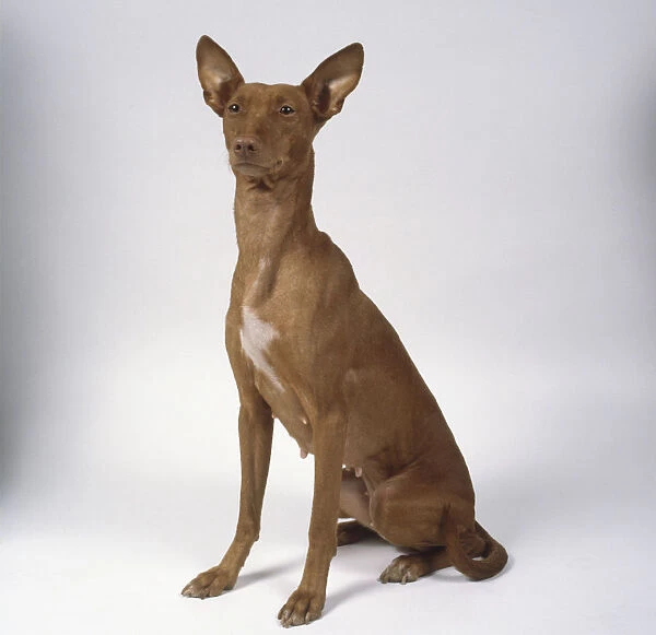A lean brown Cirneco dell Etna dog with a short glossy brown coat sits on its haunches, head-on view