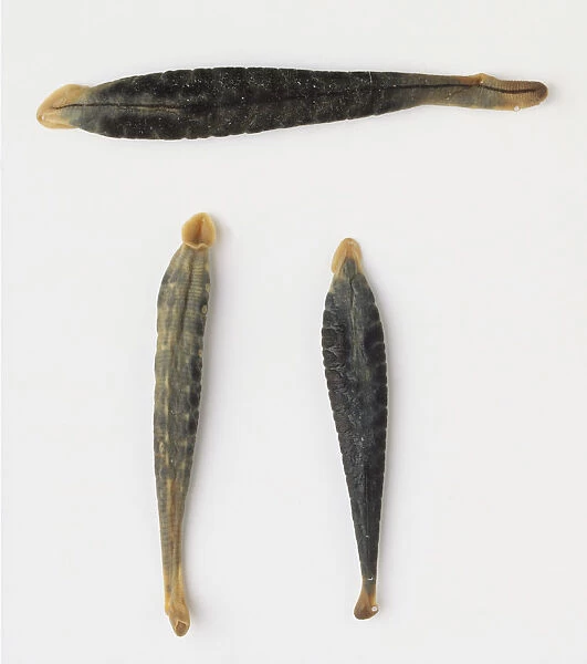 Three leeches, top view, with sucker-like mouths