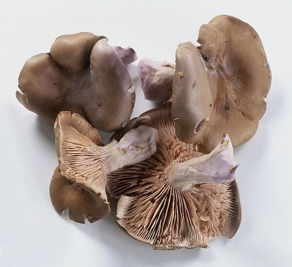 Four Lepista nuda (Pied blue) edible mushrooms, close-up