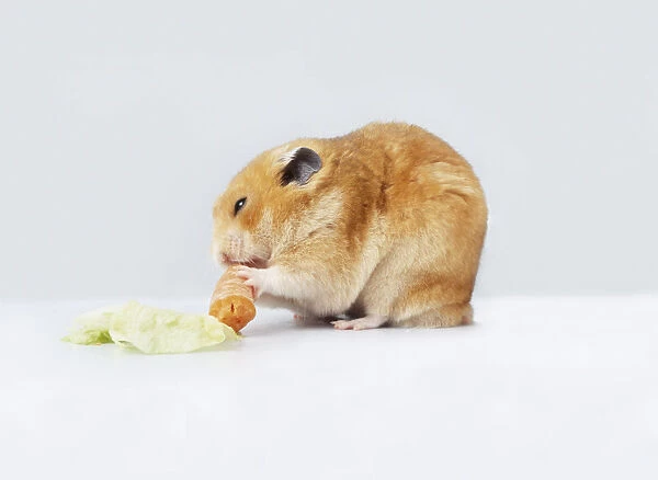 Light brown Hamster (Cricetus cricetus) sitting in corner and eating carrot, side view