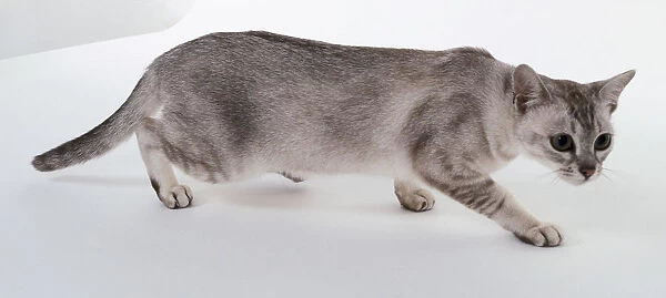 Lilac Silver Shaded Burmilla cat with short, wedge-shaped head, walking stealthily