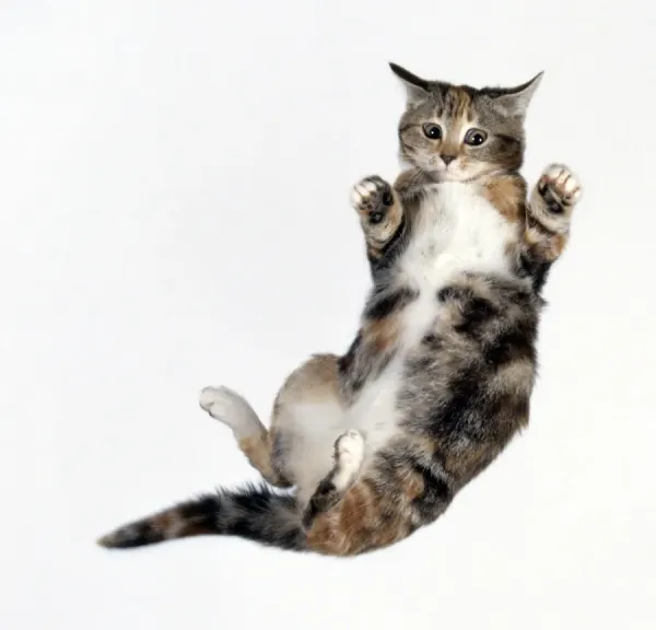 Lilac Tabby Persian Cat Standing on Hind Legs Art Prints