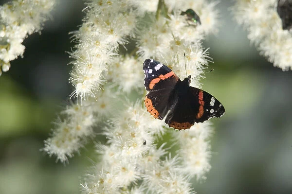 Lithuania, salantai, red admiral butterfly on flower