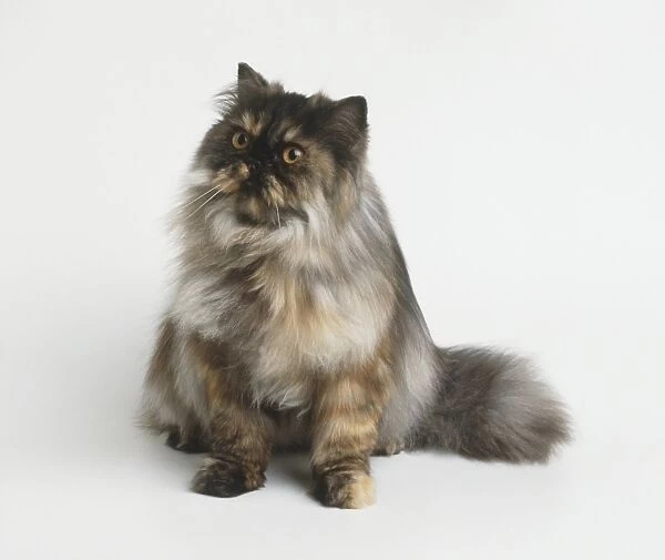 Long haired cat after grooming