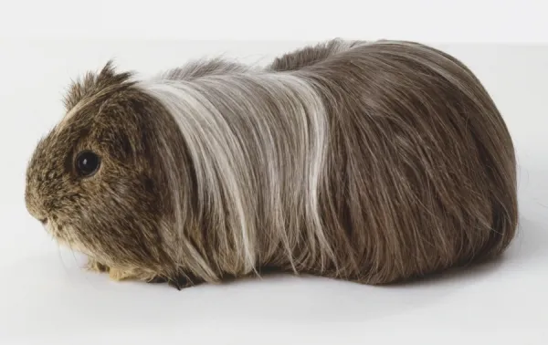 Grey long sales haired guinea pig