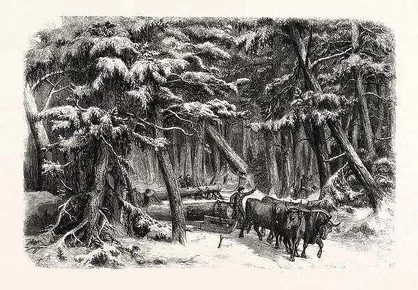 Lumbering in New Brunswick, Lumbermen at Work in the Forest