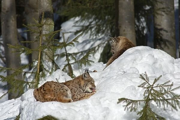 Lynx Lynx. Bayerischer Wald Np. National Park Bavarian Forest. Germany