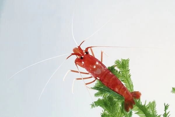 Lysmata debelius, Strawberry Shrimp, bright red exoskeleton, two pincing claws, climbing over rock, above view