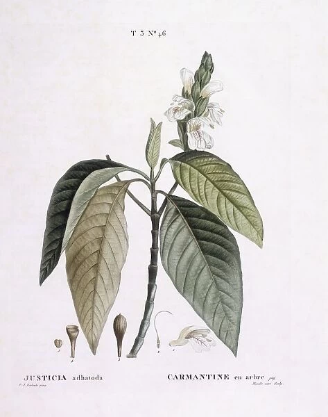 Malabar nut (Justicia adhatoda), Henry Louis Duhamel du Monceau, botanical plate by Pierre Joseph Redoute