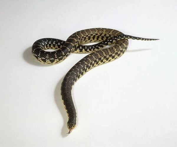 Malagasy giant hognose snake (Leioheterodon madagascariensis), hissing, high angle view