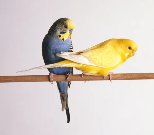 Male blue budgerigar and female yellow budgerigar perching on pole