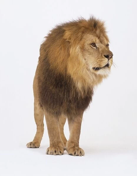 Male Lion (Panthera leo), standing with its head turned to one side, front view