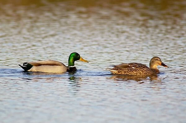 Mallard Ducks. Anas Platyrhynchos. Europe. Italy. Lazio. Parco Nazionale del Circeo