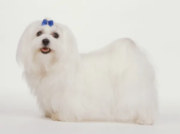 Small white dog best sale maltese