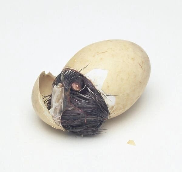 Maned duck (Chenonetta jubata) emerging out of egg shell