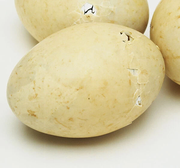 Maned duck eggs showing different stages of pipping