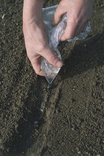 Mans hands squeezing seeds in paste mixture out of plastic bag into soil, demonstrating fluid sowing with paste