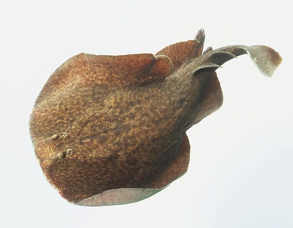 Marbled Electric Ray (Torpedo marmorata), side view