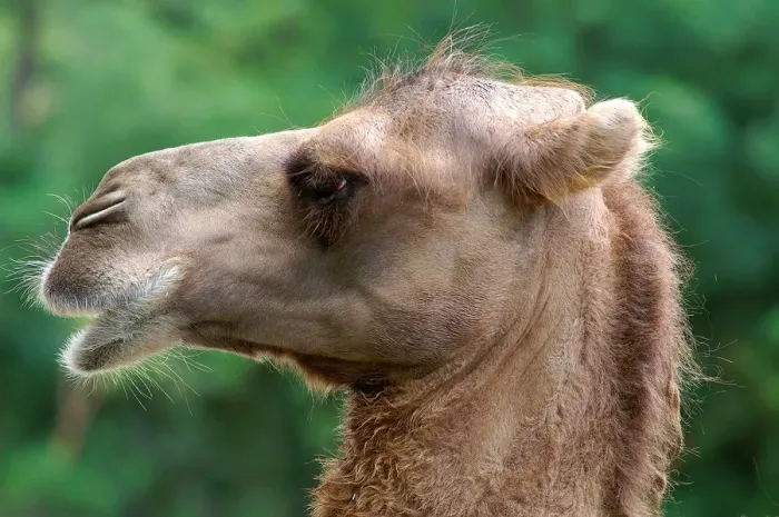 Framed Print : Print of a Bactrian Camel Framed Print : Print of a Bactrian Camel