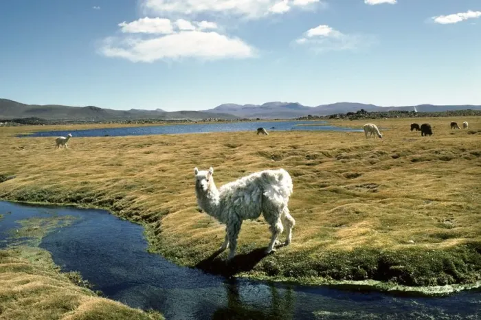 Framed Print : Llama Print from Universal Images Group Framed Print : Llama Print from Universal Images Group