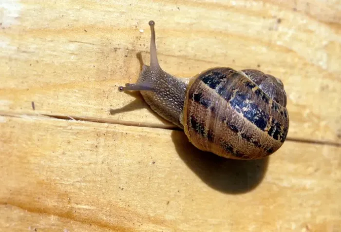 Framed Print : Snail Print from Universal Images Group Framed Print : Snail Print from Universal Images Group