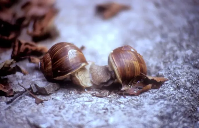 Framed Print : Snail Print from Universal Images Group Framed Print : Snail Print from Universal Images Group