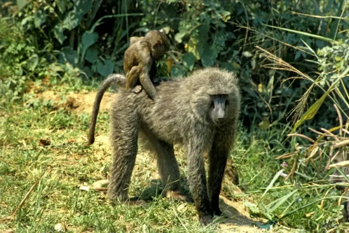 Framed Print : Baboons Print featuring Baboon Cubs Framed Print : Baboons Print featuring Baboon Cubs