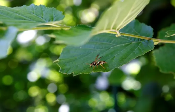 Framed Print : Bee on a Leaf Print (Horizontal) Framed Print : Bee on a Leaf Print (Horizontal)