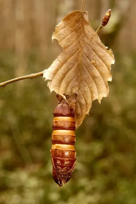 Framed Print : Larva Print (Vertical) Framed Print : Larva Print (Vertical)