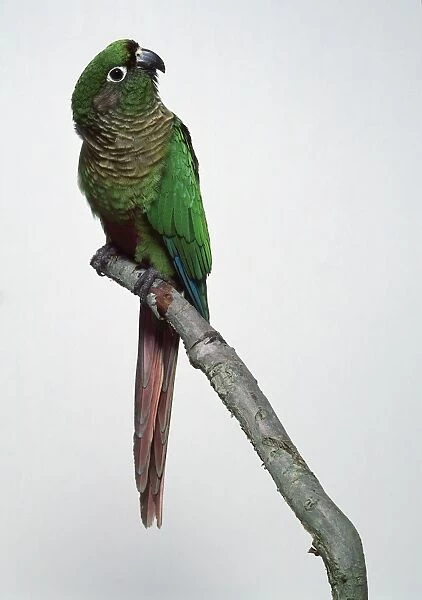 Maroon bellied conure parakeet