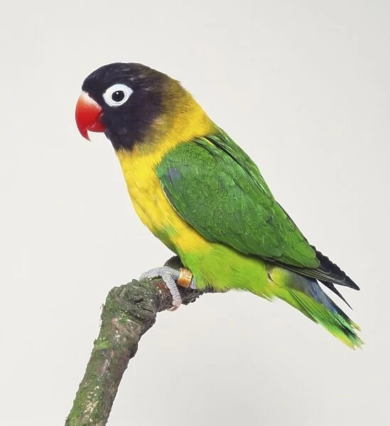 Masked Lovebird (Agapornis personatus) perching on branch, side view