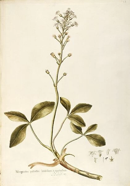Menyanthaceae, Bog-bean or Buckbean (Menyanthes trifoliata), perennial aquatic plant for ponds and basins, spontaneous in Italy, by Francesco Peyrolery, watercolor, 1765