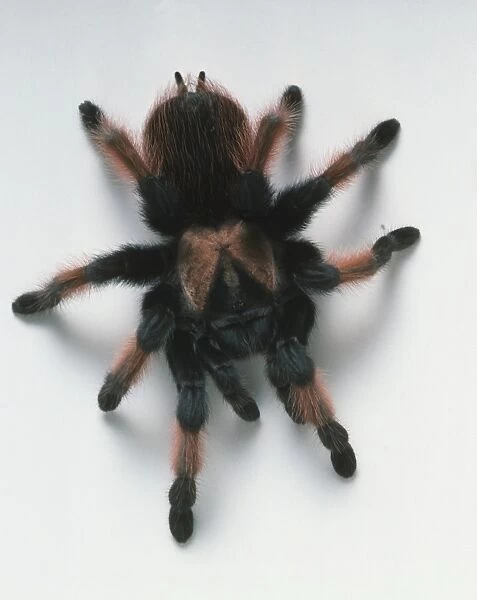 Mexican Red-leg Spider