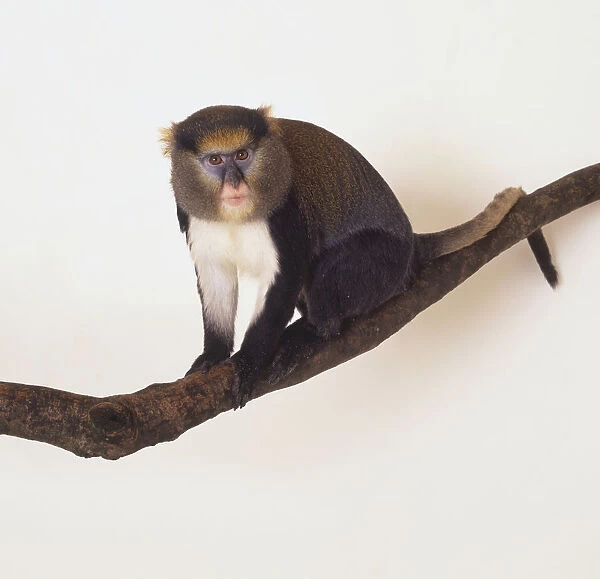 Mona Monkey (Cercopithecus mona) blue and pink face, bright yellow eyebrows, perched on branch, head turned to front, side view