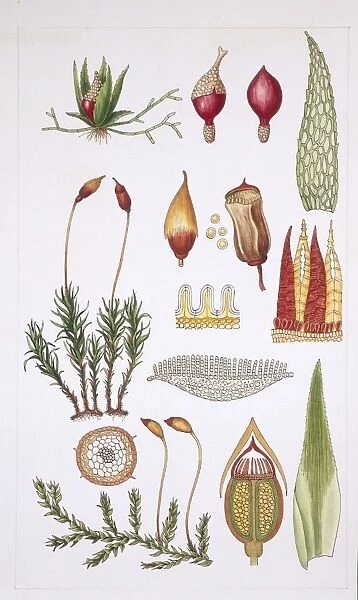 Moss, illustration