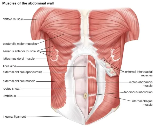 Anatomy Ab Muscles Abdominal Muscles Label Diagram Quizlet